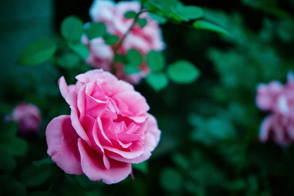 Krásná Květina Flóra Příroda — Stock fotografie