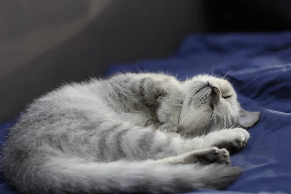 beautiful cat on the background of the house