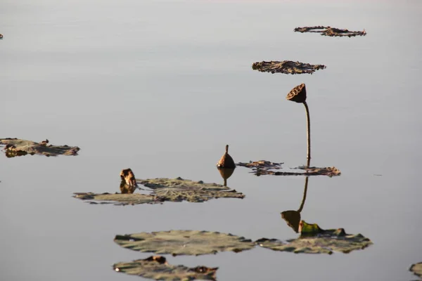 Grupo Hermosas Aves — Foto de Stock