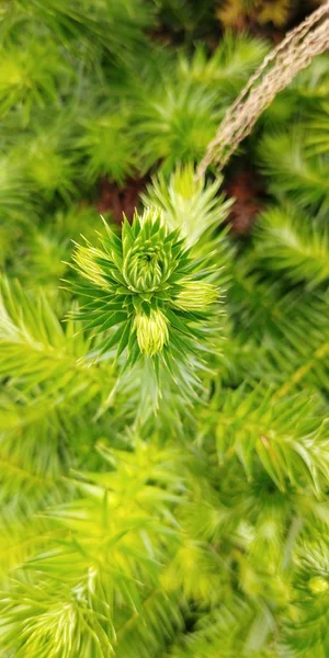 Dennenboom Met Groene Bladeren — Stockfoto