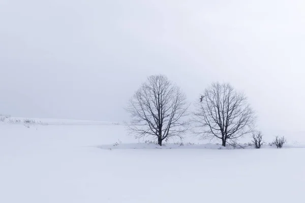 Paisagem Inverno Com Neve — Fotografia de Stock