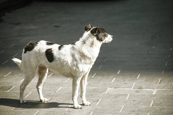 Lindo Perro Parque — Foto de Stock