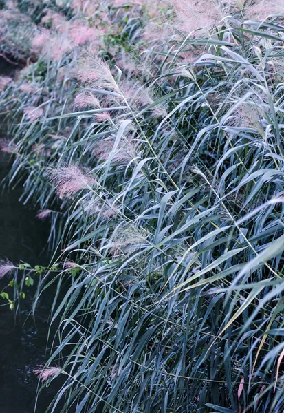 grass in forest, flora and foliage