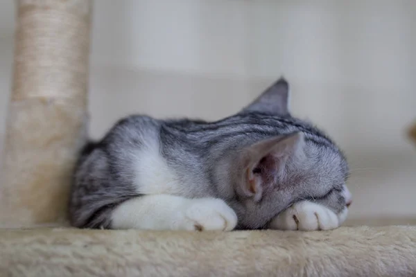 Gato Bonito Deitado Chão — Fotografia de Stock