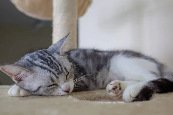 Katze Auf Dem Boden — Stockfoto