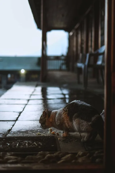 cat and dog on the street