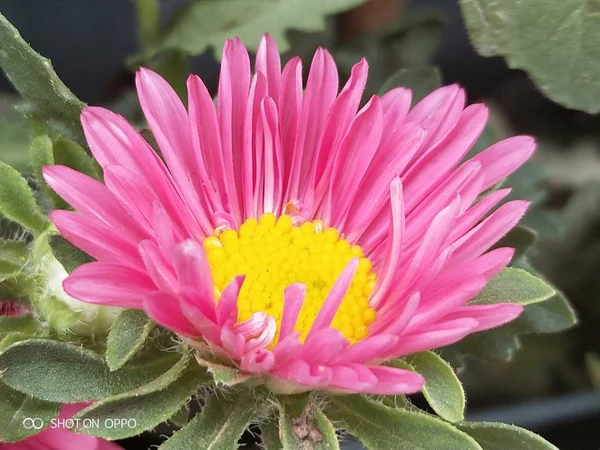 Rosa Lotusblomma Dammen — Stockfoto