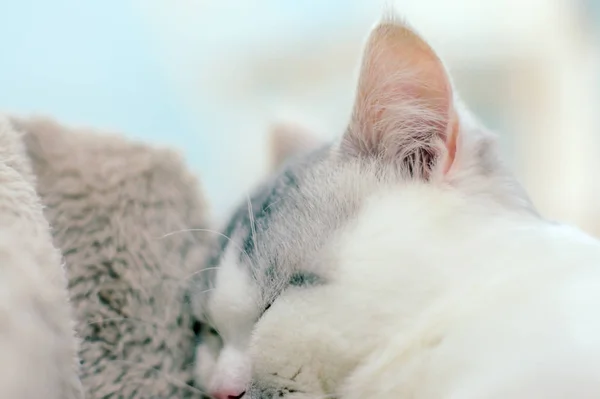 Retrato Gato Bonito — Fotografia de Stock