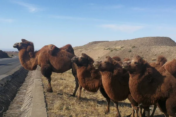 Camellos Desierto — Foto de Stock