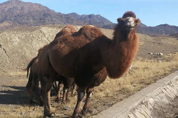 Camello Desierto — Foto de Stock