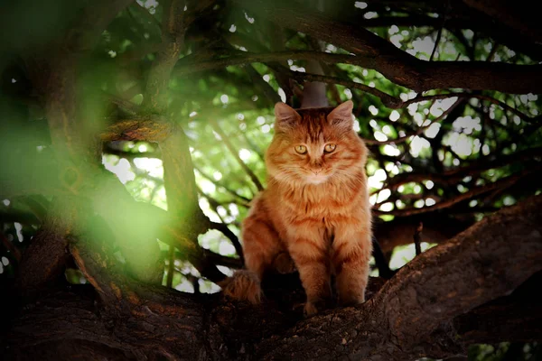 Katze Wald — Stockfoto
