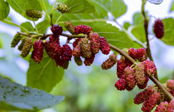 berries on tree branches, flora