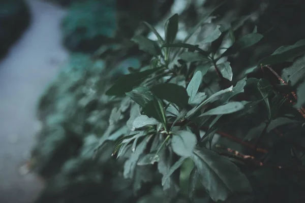 Hermoso Plano Botánico Fondo Pantalla Natural — Foto de Stock