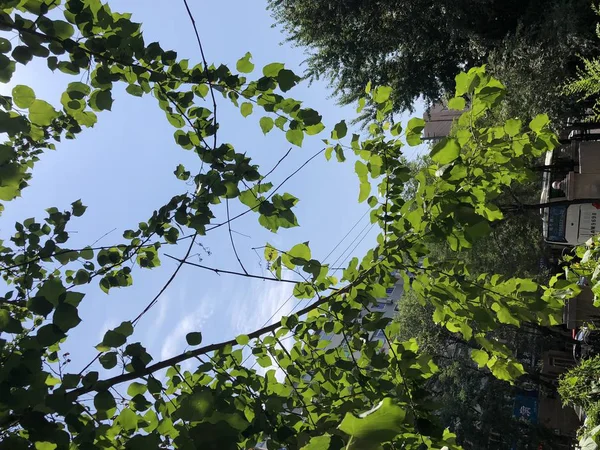 Las Ramas Los Árboles Parque — Foto de Stock