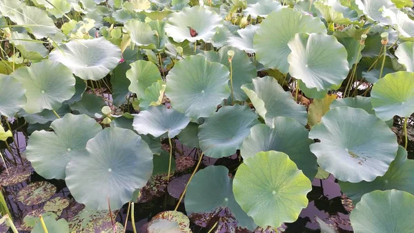 Hermosa Flor Loto Rosa Jardín — Foto de Stock