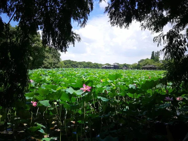 Hermoso Paisaje Con Flores Flor — Foto de Stock