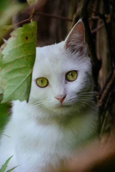 Katze Garten — Stockfoto