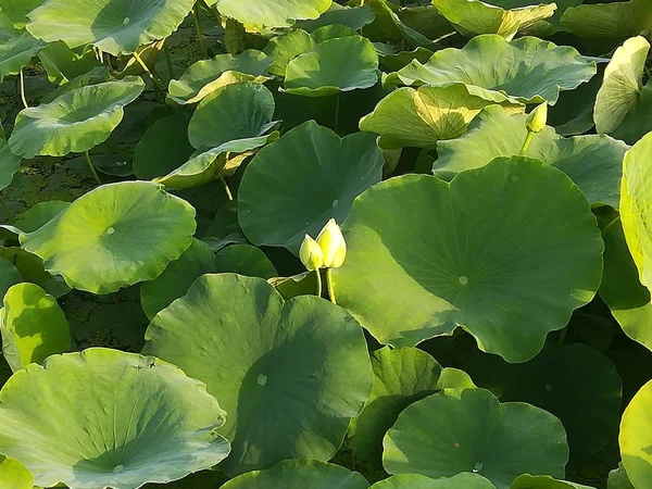 Flor Loto Jardín — Foto de Stock