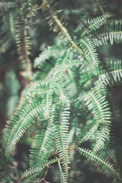 Листя Папороті Лісі — стокове фото