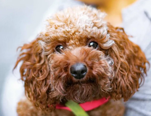 Retrato Lindo Perro — Foto de Stock