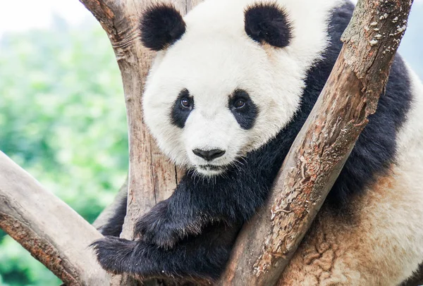 Panda Satwa Liar Panda Beruang Hewan Kebun Binatang — Stok Foto