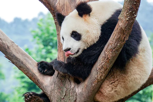 Oso Panda Gigante Animal — Foto de Stock