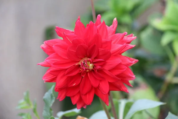 Röd Dahlia Blomma Trädgården — Stockfoto