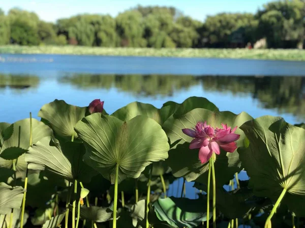 Hermosa Flor Loto Jardín — Foto de Stock