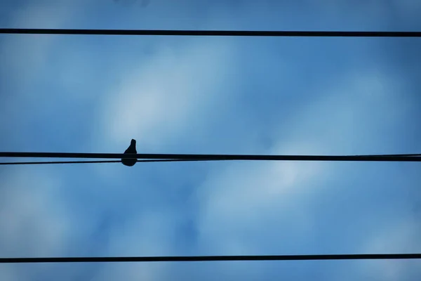 close up of a row of wires against the sky