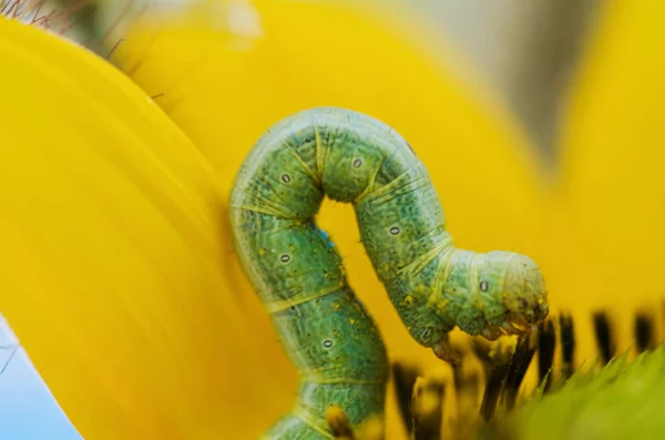 Groene Kameleon Boom — Stockfoto