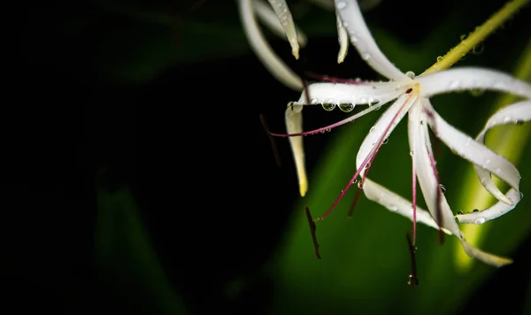 Hermoso Plano Botánico Fondo Pantalla Natural — Foto de Stock