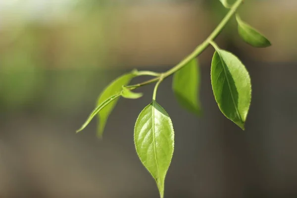 Hojas Verdes Árbol — Foto de Stock