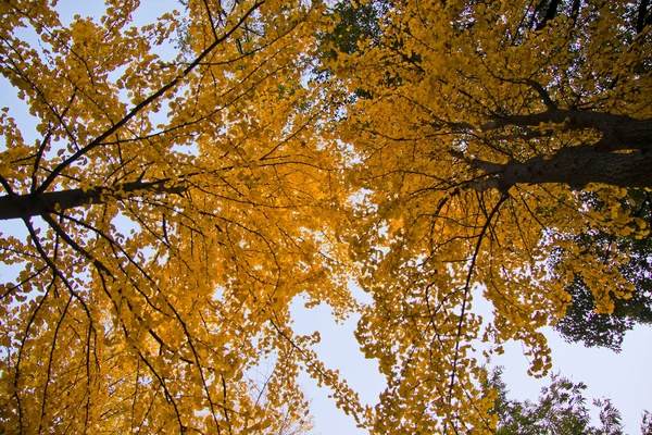 Paisaje Otoñal Con Hojas Amarillas — Foto de Stock