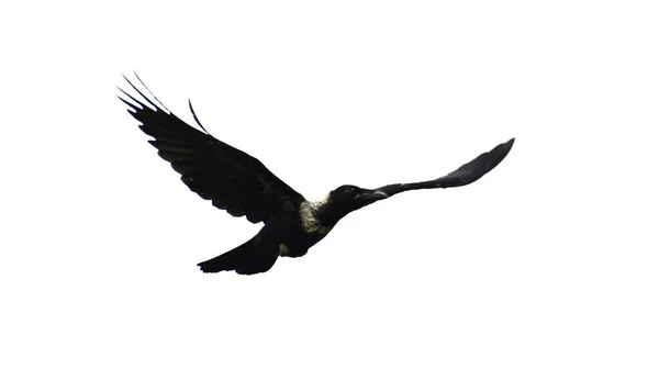 นกนางนวลบ นแยกก นบนพ นหล ขาว — ภาพถ่ายสต็อก