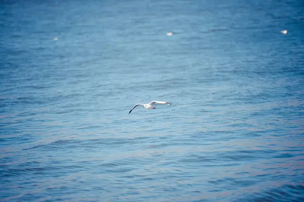 Libertad Vuelo Aves Aves Voladoras Naturaleza Fauna — Foto de Stock