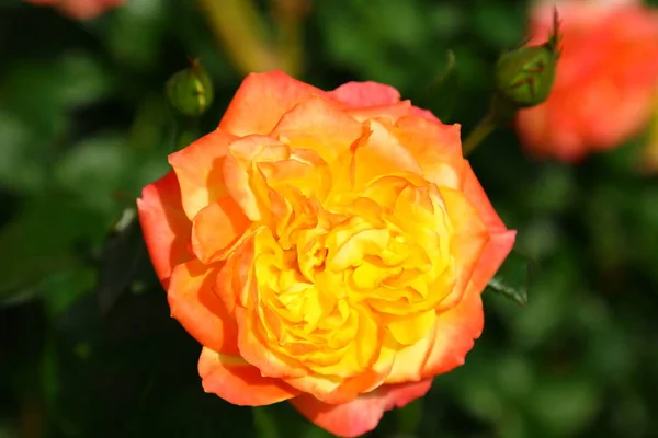 Hermosa Rosa Roja Jardín — Foto de Stock