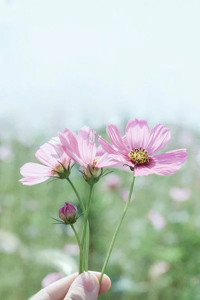 Flor Del Cosmos Rosa Jardín — Foto de Stock