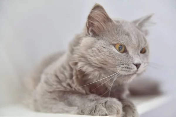 beautiful grey cat with a white background