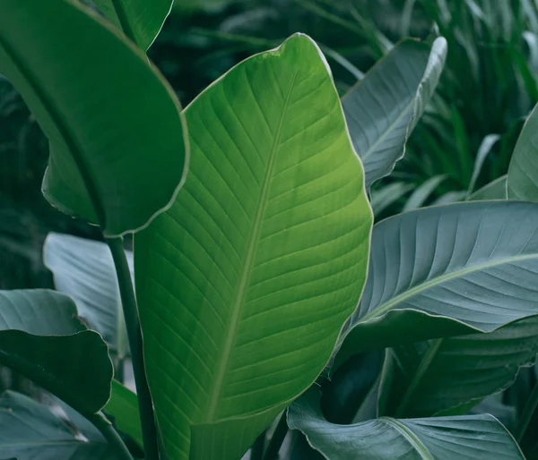 green leaves of tropical leaf