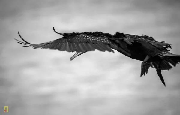 นกน านกอ นทร — ภาพถ่ายสต็อก