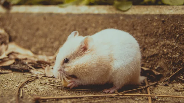 Hamster Bonito Grama — Fotografia de Stock