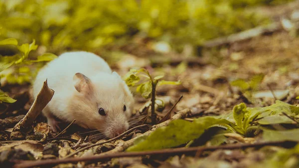 Souris Blanche Mignonne Dans Herbe — Photo