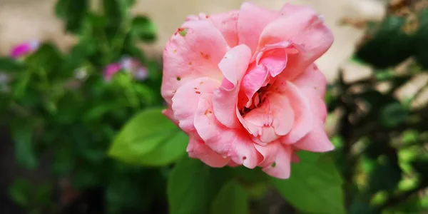 Belles Roses Roses Dans Jardin — Photo