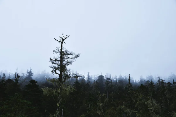 Malebný Výhled Venkovní Scénu — Stock fotografie