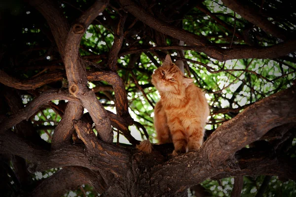 Katze Auf Dem Baum — Stockfoto
