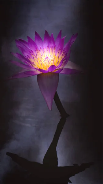 pink lotus flower on a black background