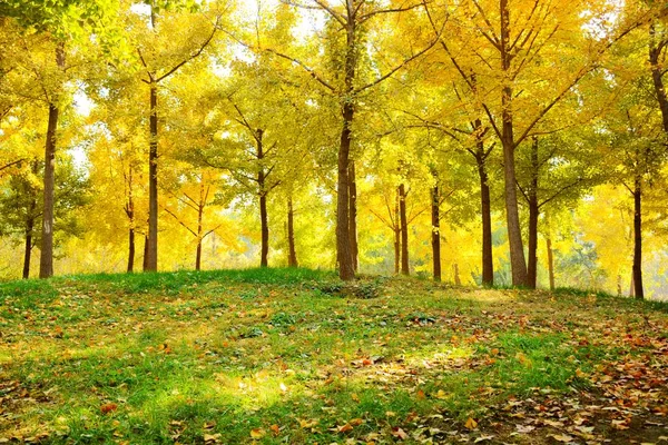 Forêt Automne Matin Flore Colorée Feuilles Automne — Photo