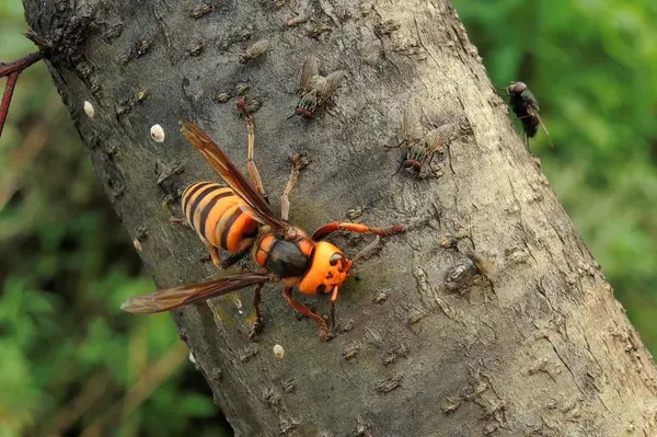 Böcek Küçük Böcek Böcek Bilimi — Stok fotoğraf