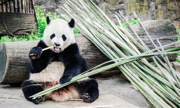 Pandas Fauna Panda Oso Animal Zoológico — Foto de Stock