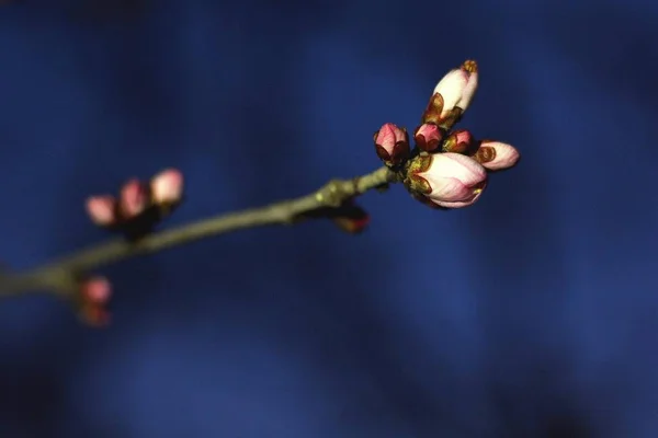 Flóra Příroda Jarní Květiny Stromech — Stock fotografie
